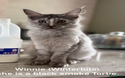 Maine Coon cats for sale: Reduced! Last Female Kitten - ready now!  - Image 1