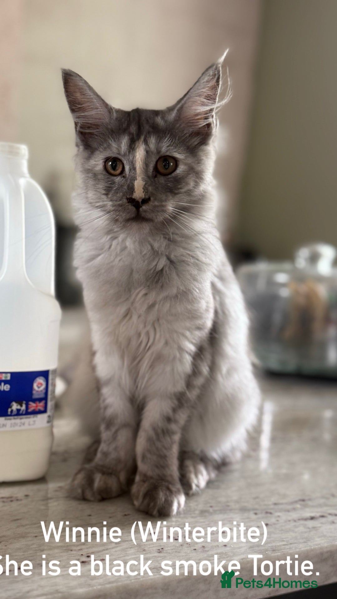 Maine Coon cats for sale: Reduced! Last Female Kitten - ready now!  - Image 1