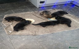 German Shepherd dogs for sale: KC Registered German Shepherd Puppies - Image 11