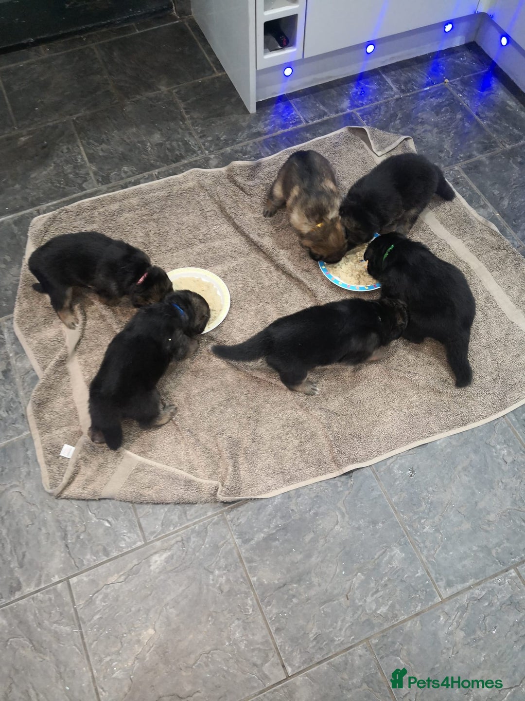 German Shepherd dogs for sale: KC Registered German Shepherd Puppies - Image 11