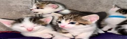 Mixed Breed cats for sale: Beautiful Tabby Mix Kittens  - Advert 3