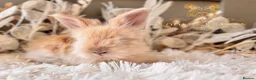 Angora rabbits for sale: BEAUTIFUL LITTER OF ANGORAS - Advert 10