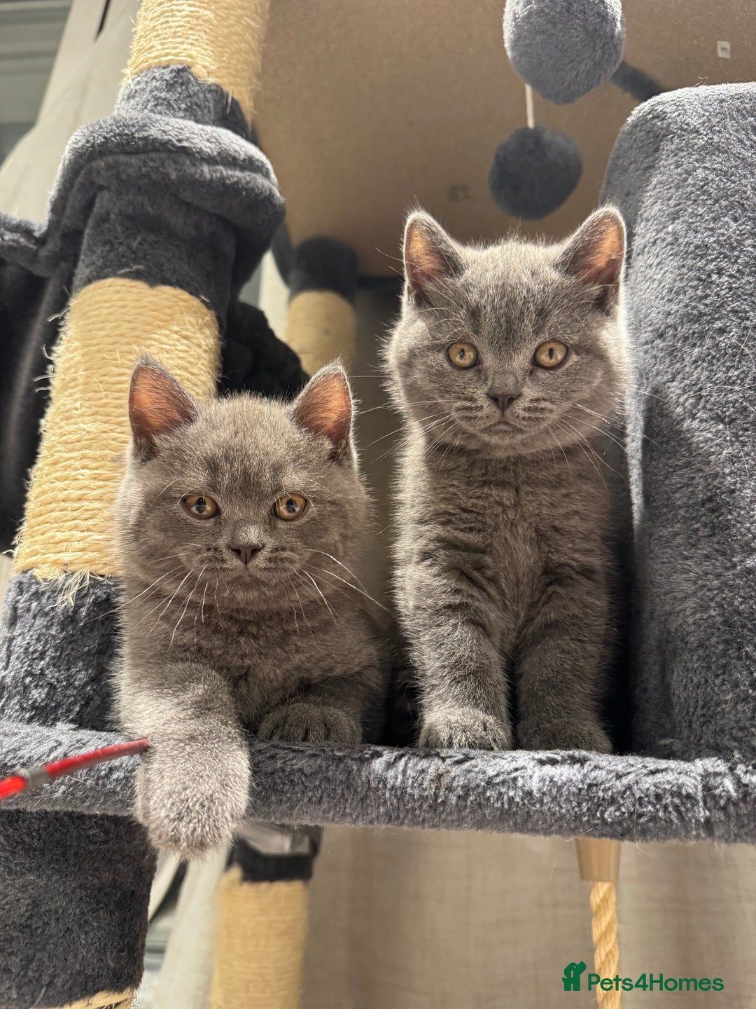 British Shorthair cats for sale: British Shorthair kittens - Advert 12