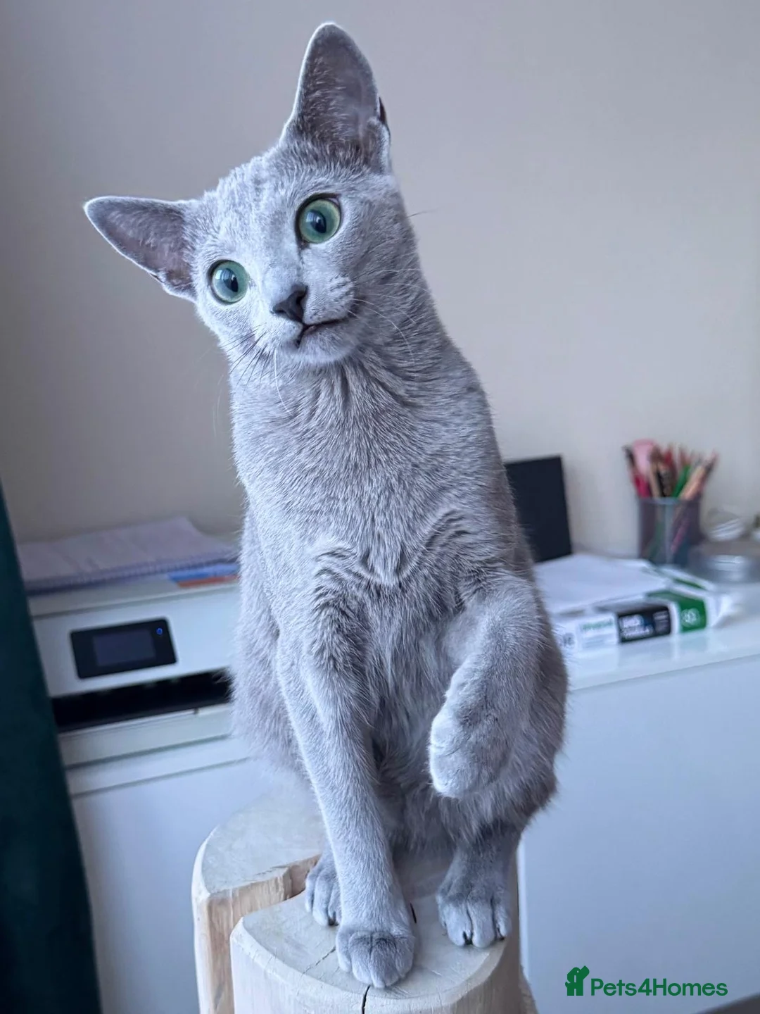 Russian Blue cats for sale: Two beautiful Russian Blue princesses available! - Advert 5