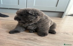 Chow Chow dogs for sale: Beautiful blue chow chow litter 💙 - Image 24