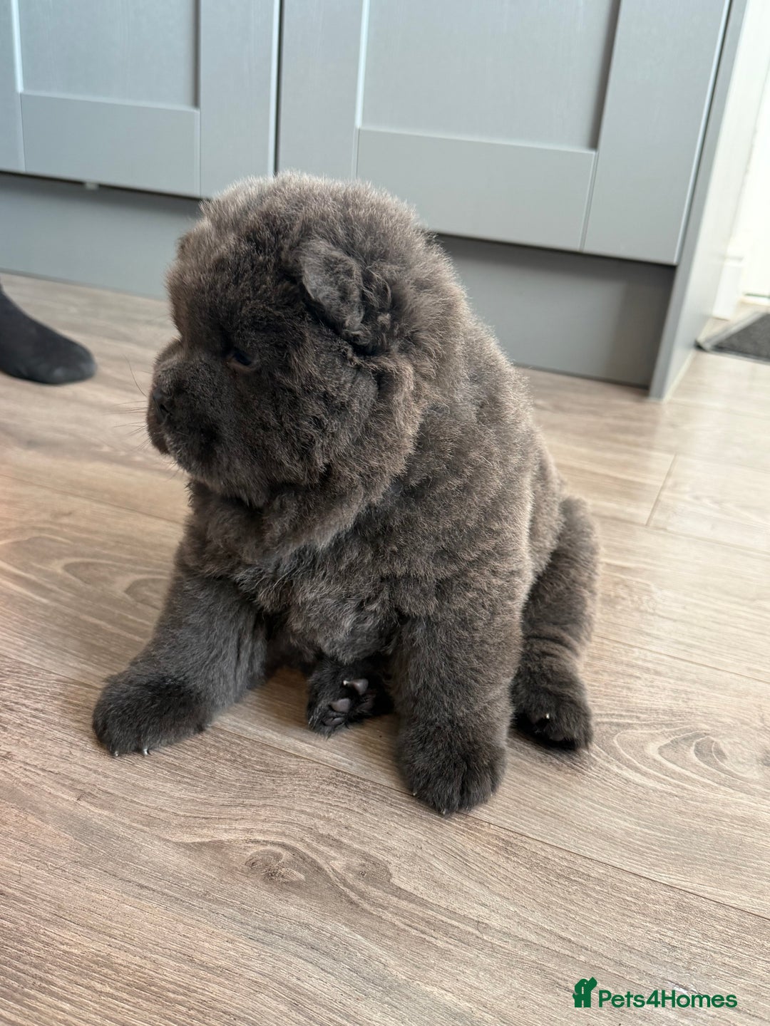 Chow Chow dogs for sale: Beautiful blue chow chow litter 💙 - Image 24