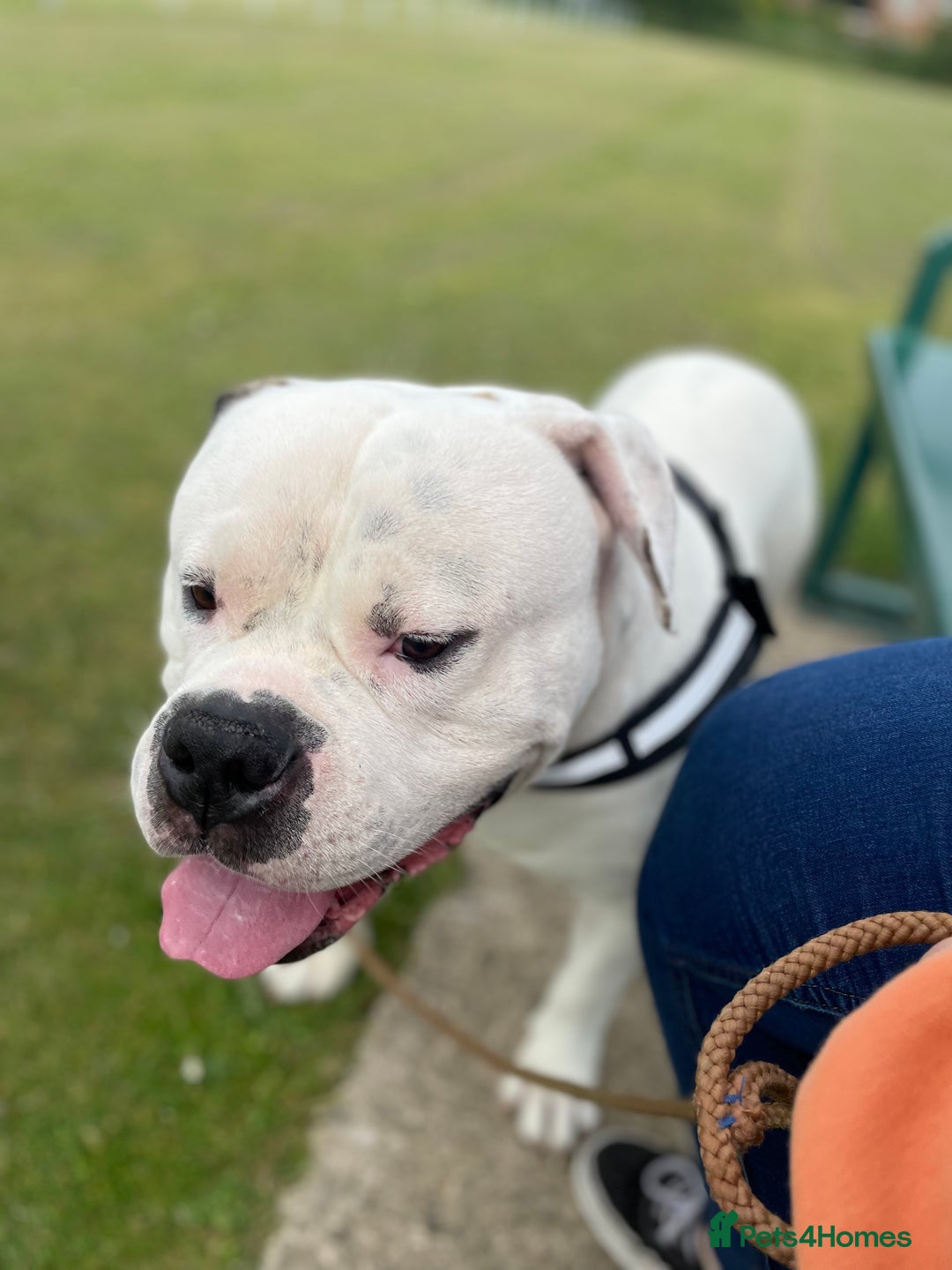American Bulldog dogs for sale: 3year old Male American bulldog  - Image 4
