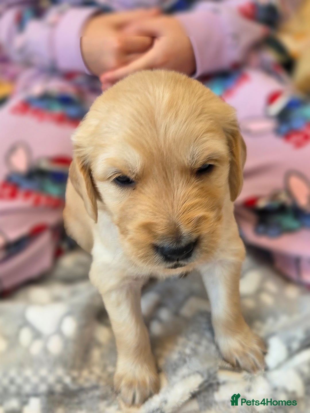 Golden Retriever dogs for sale: KC registered Beautiful Golden retriever puppies  - Advert 28