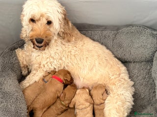 Cockapoo dogs - Advert 11