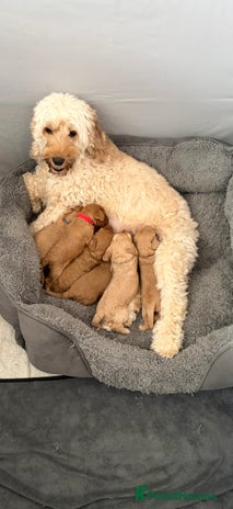 Cockapoo dogs - Advert 1