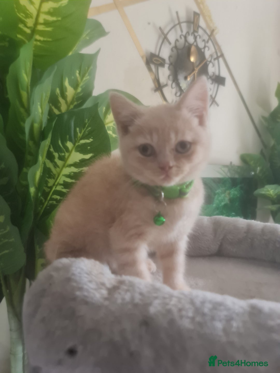 British Shorthair cats for sale: Adorable kittens  4 sweet home - Image 8
