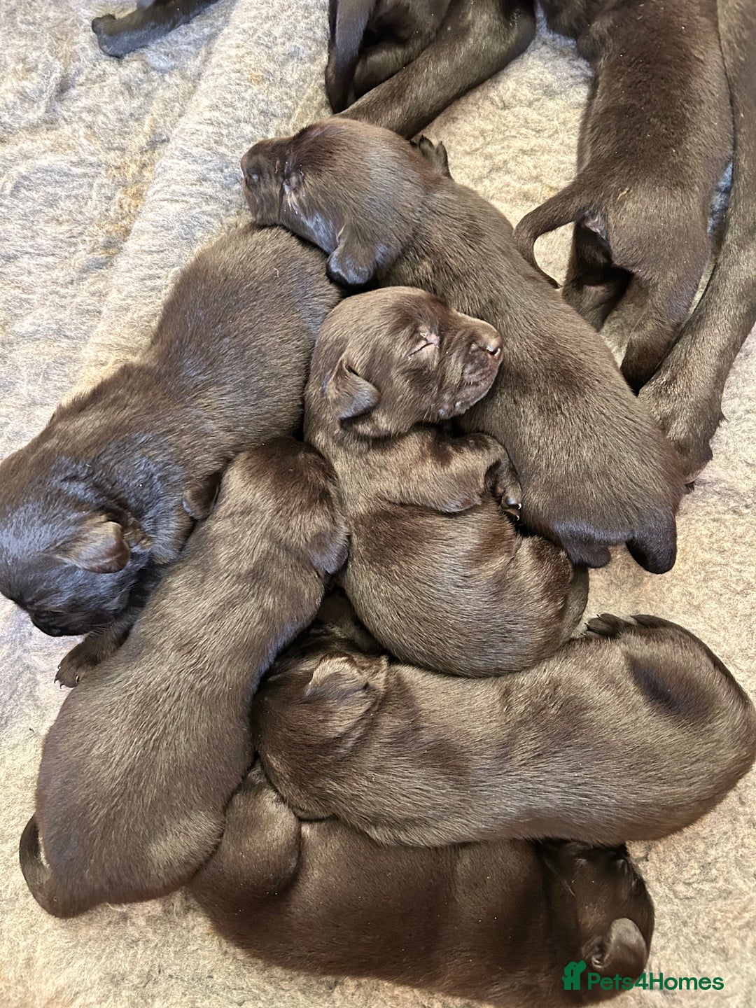 Labrador Retriever dogs for sale: Black Labrador puppies, KC reg  - Image 14