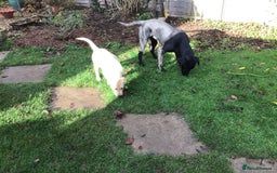 Labrador Retriever dogs for sale: Labrador bitch puppy - Advert 5