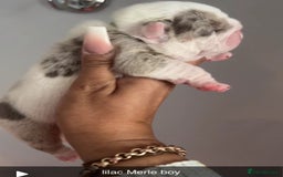 English Bulldog dogs for sale: Beautiful English bulldog puppies ***10/10DNA - Image 9