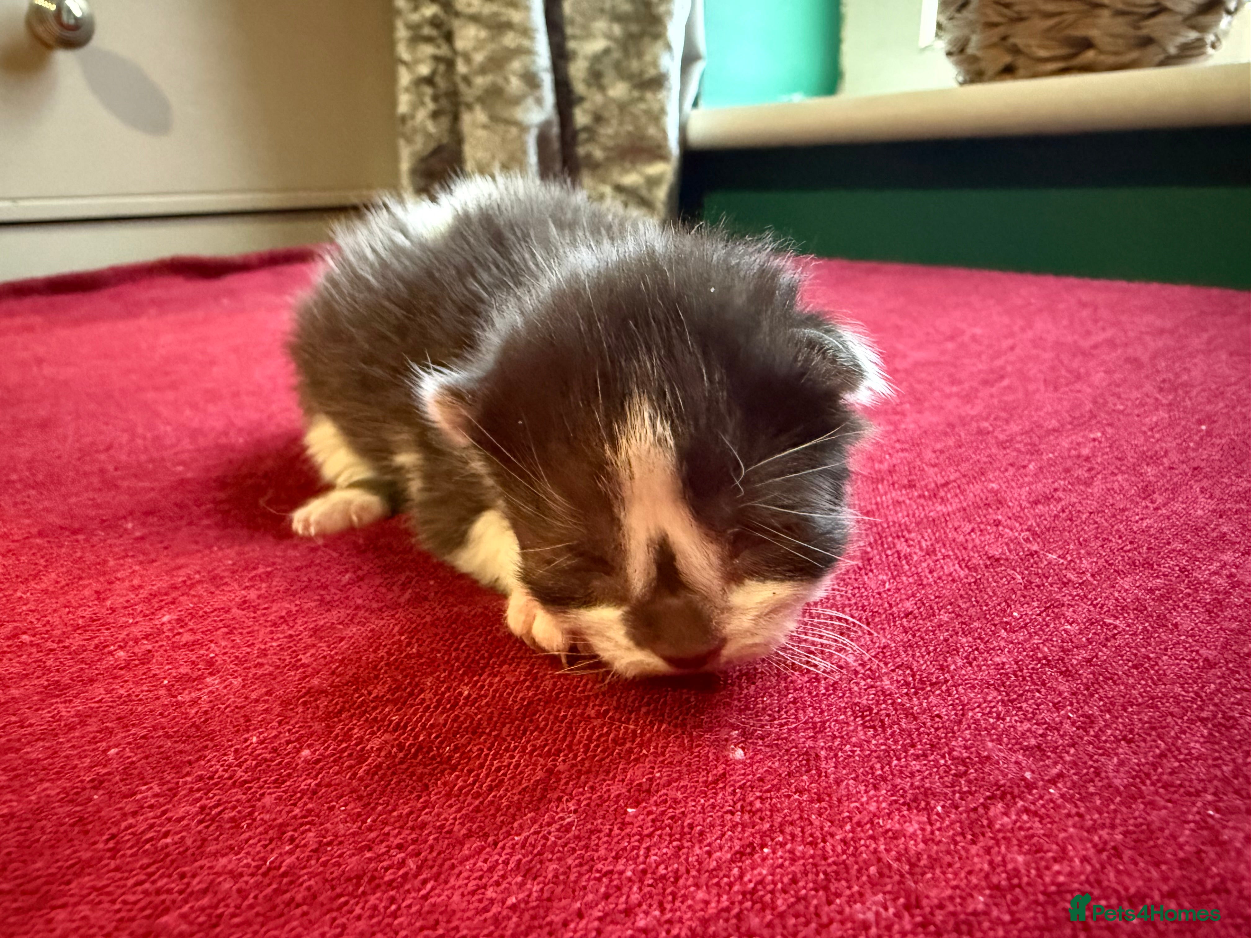 Norwegian Forest Cat cats 2 super loving fluffy kitties  - Advert 12