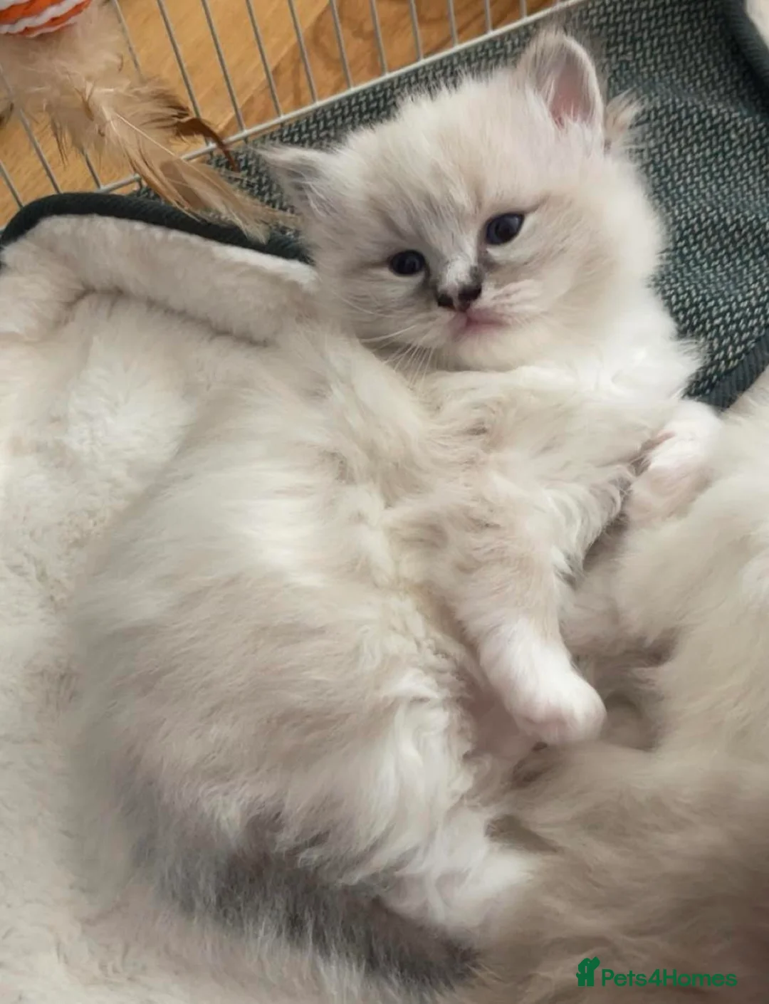 Ragdoll cats for sale: TICA Registered Ragdoll Kittens in Glasgow - Advert 2