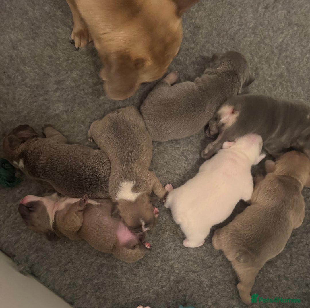 French Bulldog dogs for sale: 🐾✨ Adorable Frenchies ready soon ✨ 🐾  - Advert 7