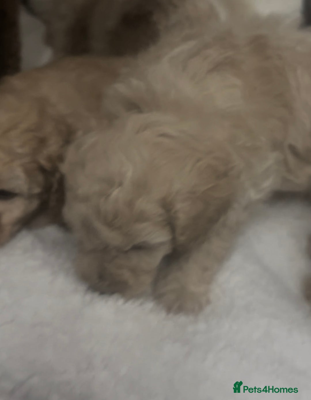 Toy Poodle dogs for sale: Toy poodle puppies - Image 7