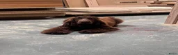 Cocker Spaniel dogs for sale: Female cocker spaniel  - Advert 3