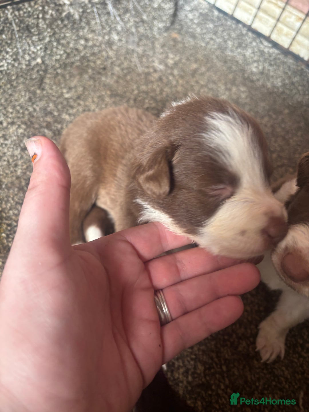 Border Collie dogs for sale: Beautiful pups B&W / R&W  - Image 7