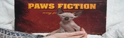 Sphynx cats for sale: Blanket Loving Canadian Sphynx in Manchester - Advert 16