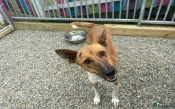 Mixed Breed dogs for adoption: Petal - In Ayr looking for a home  - Image 1