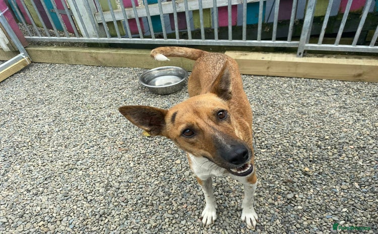 Mixed Breed dogs - Advert 1