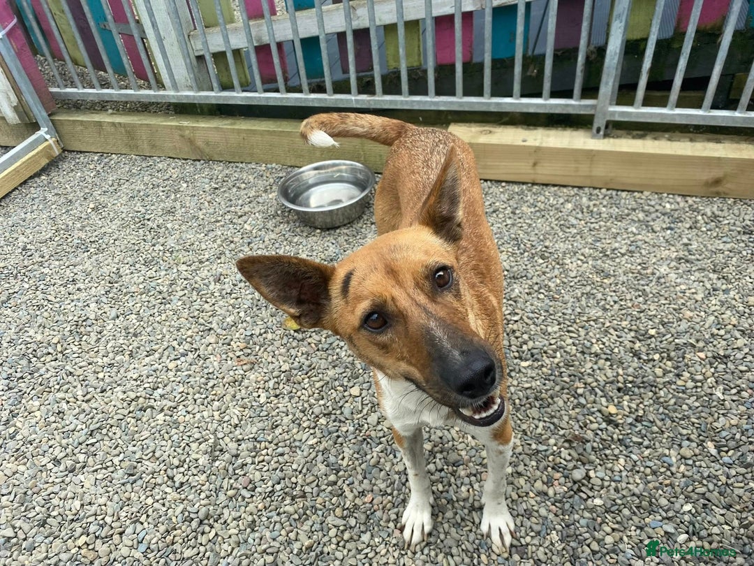 Mixed Breed dogs for adoption: Petal - In Ayr looking for a home  - Image 1