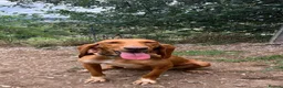 Mixed Breed dogs for adoption: Rubia in Penryn - Advert 8