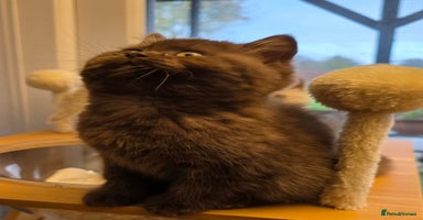 British Shorthair cats - Advert 7