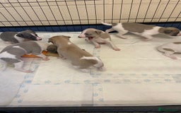 Whippet dogs for sale: Outstanding boys / girls - Image 7