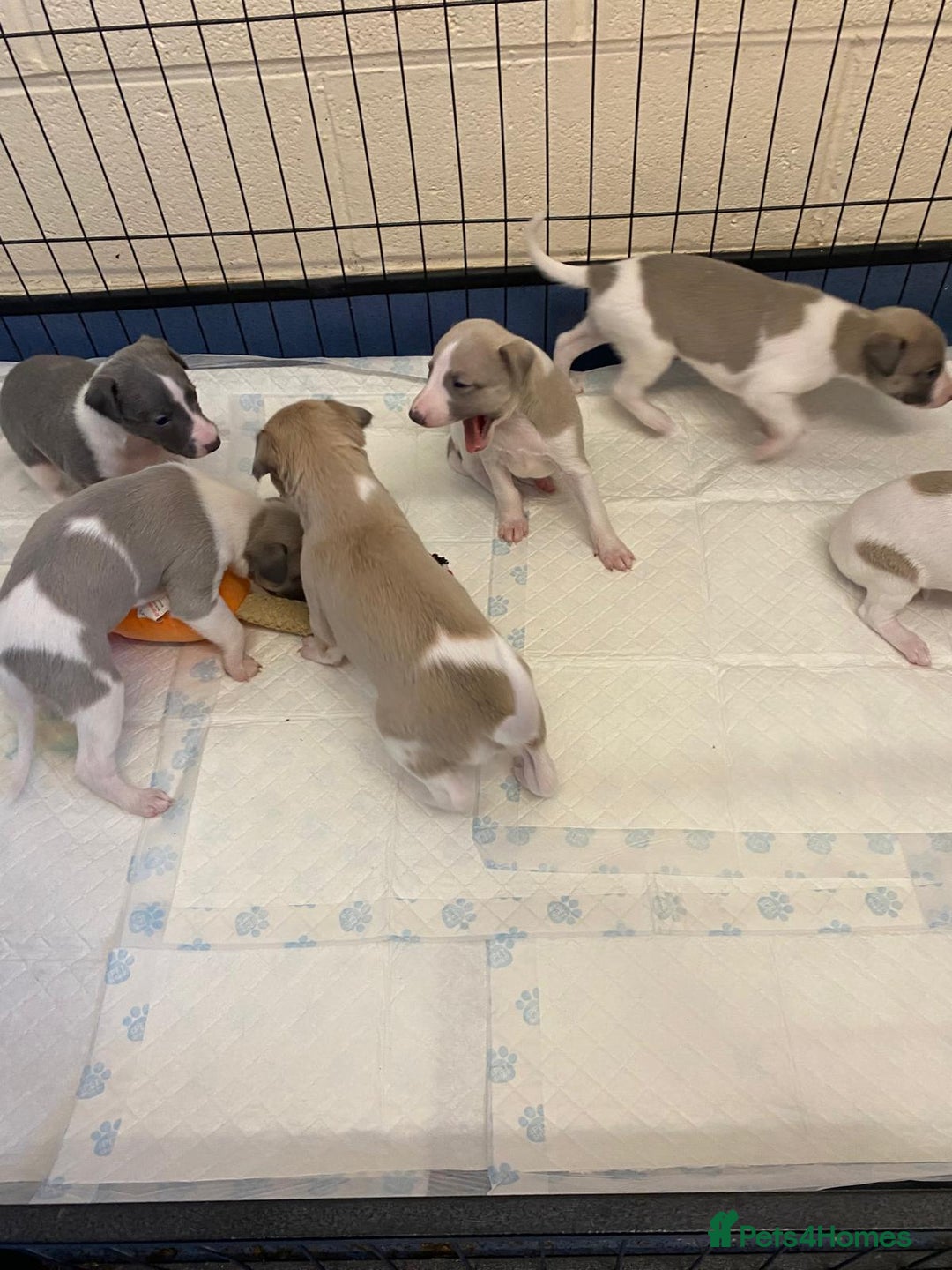 Whippet dogs for sale: Outstanding boys / girls - Image 7