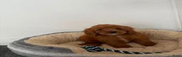 Cavapoo dogs for sale: Stunning f1 cavapoos ready now ! - Advert 6