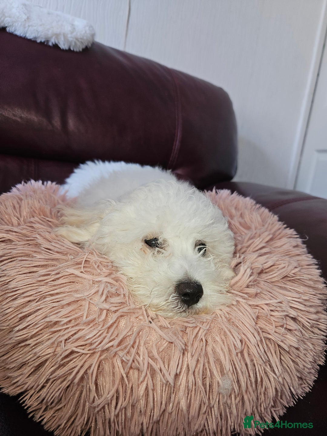 Bichon Frise dogs for sale: Bichon frise puppy 1 boy  - Image 7