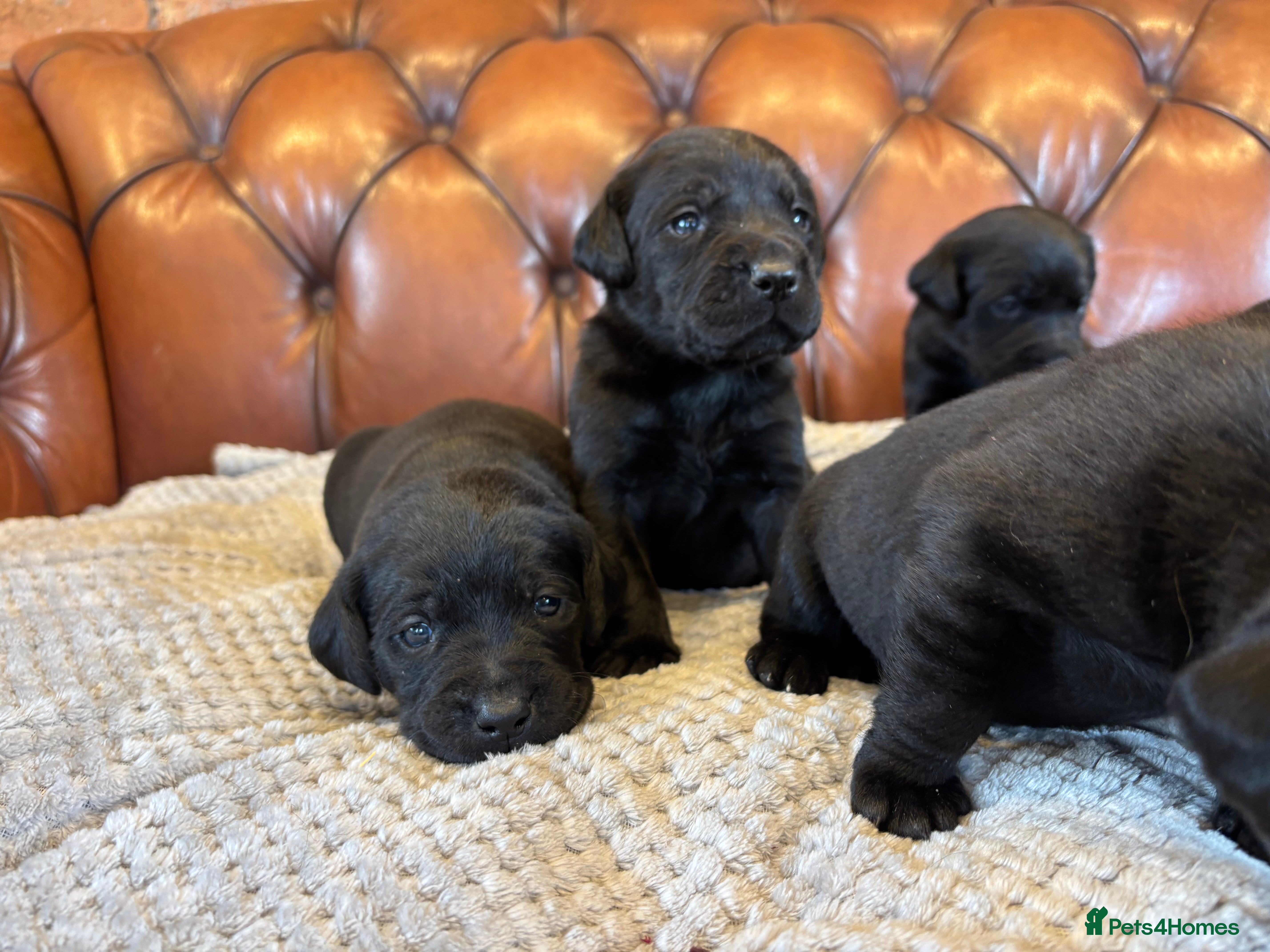 Labrador Retriever dogs Black Labrador Puppies  - Advert 9