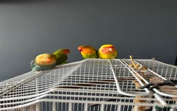 Lovebirds birds for sale: Lovebird pairs fishers & peach faced  - Image 8