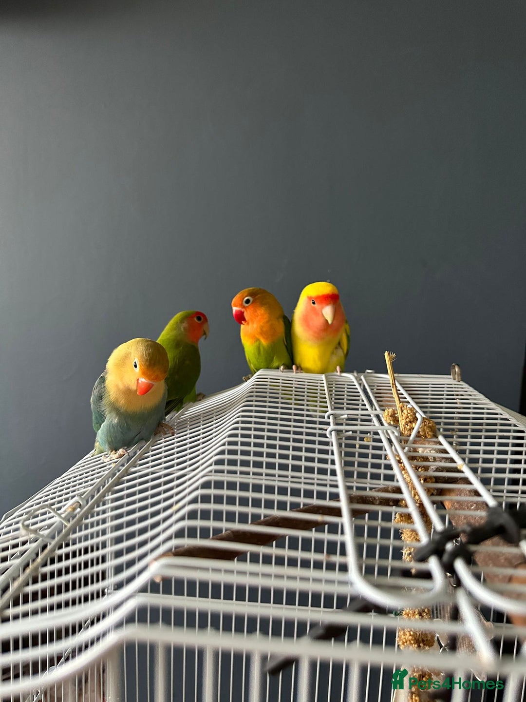 Lovebirds birds for sale: Lovebird pairs fishers & peach faced  - Image 8