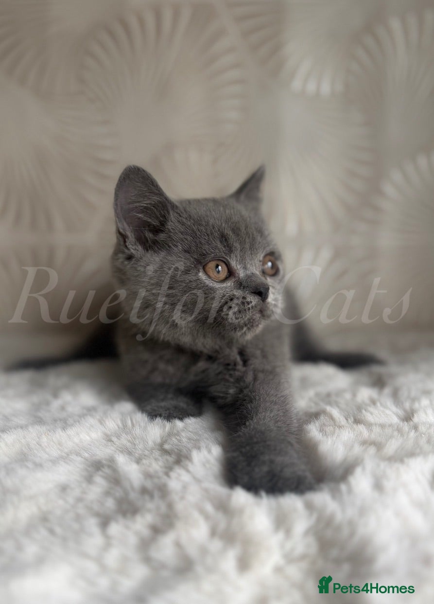 British Shorthair cats GCCF REGISTERED Kittens available  - Advert 1