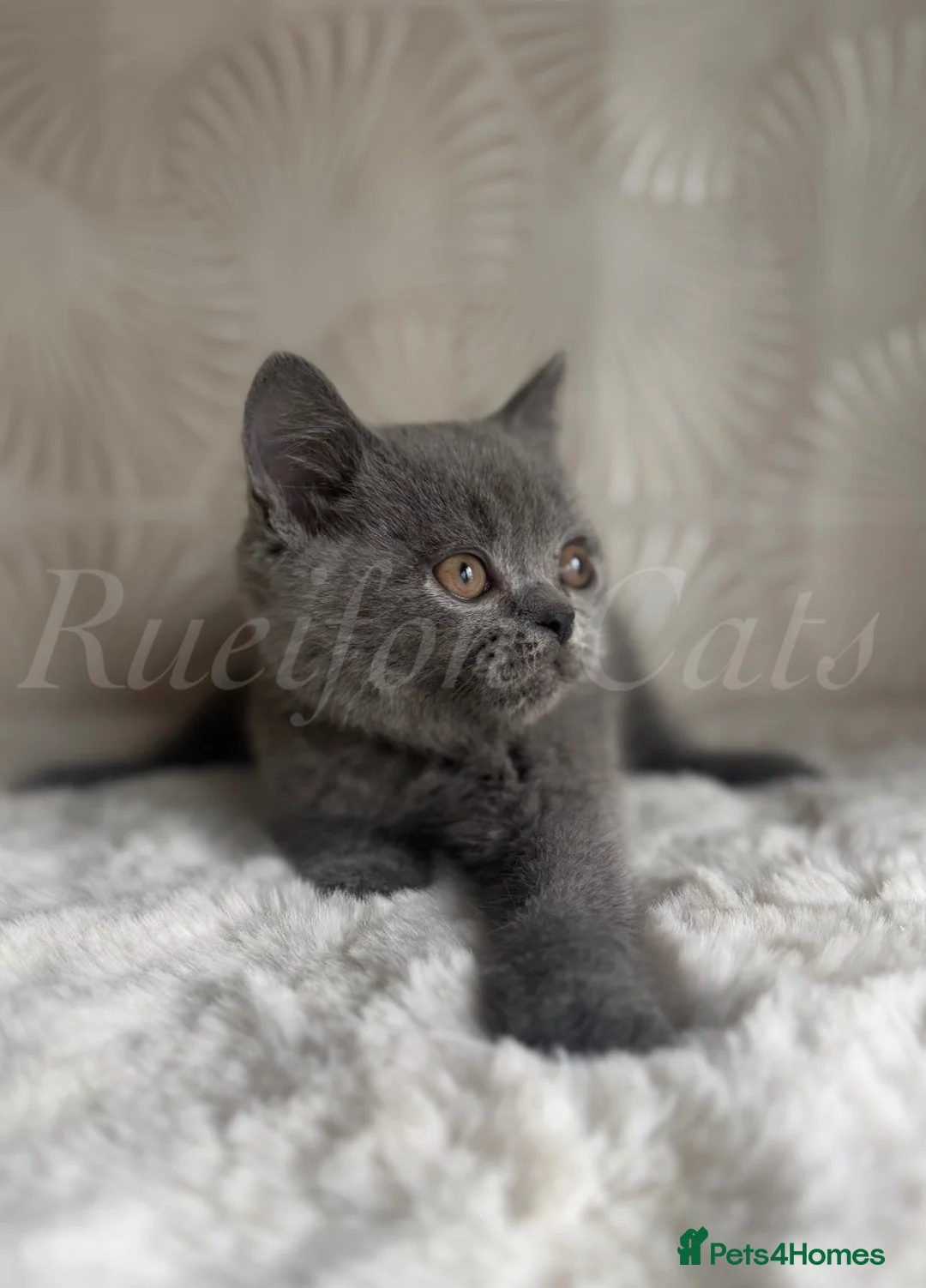 British Shorthair cats for sale: GCCF REGISTERED Kittens available  - Advert 1