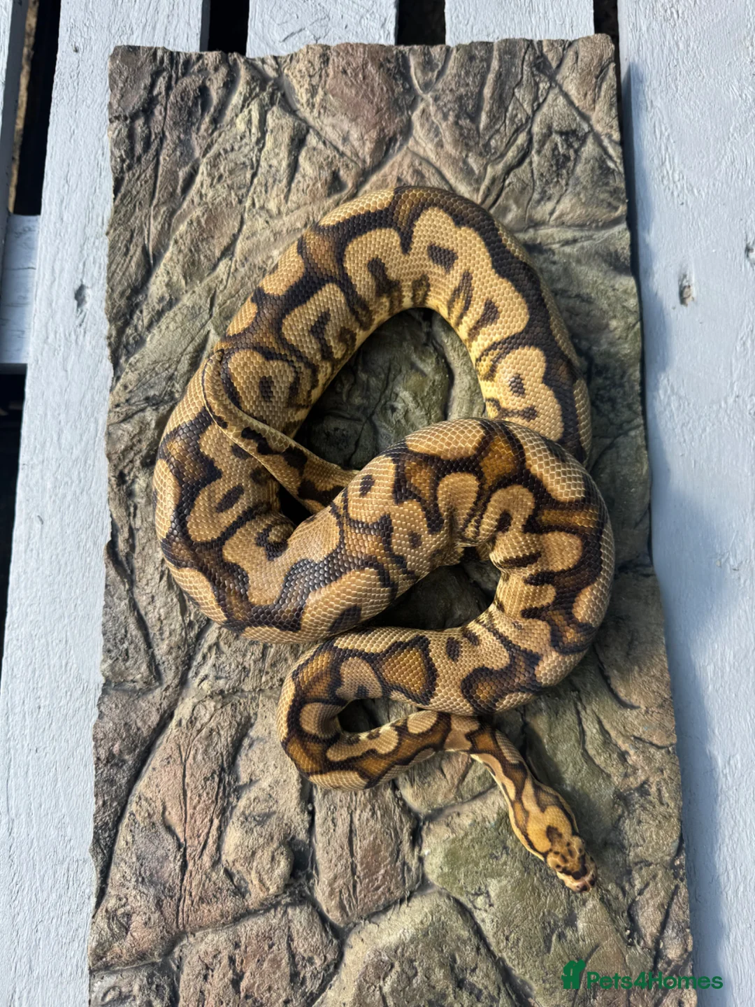 Python Snake reptiles for sale: Male sugar Spotnose clown - Advert 3