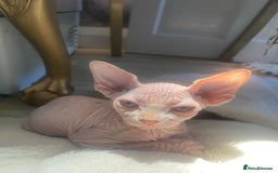 Sphynx cats for sale:  Sphynx kittens are looking for a loving  home. - Image 10
