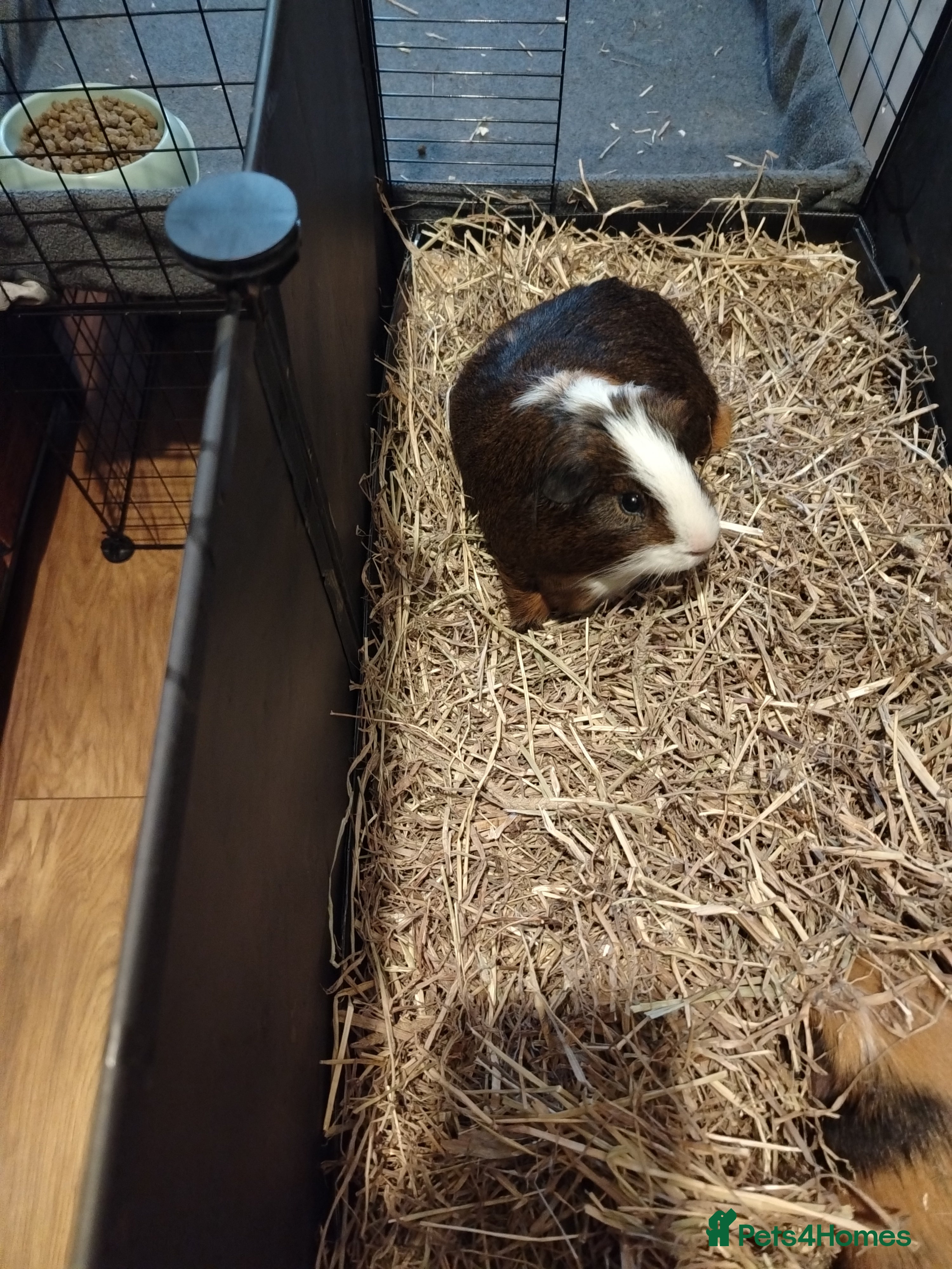 Guinea Pig rodents 2 male guinea pigs in ELY - Advert 17