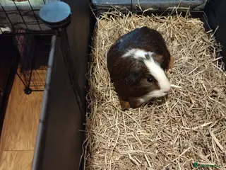 Guinea Pig rodents 2 male guinea pigs in ELY - Advert 17