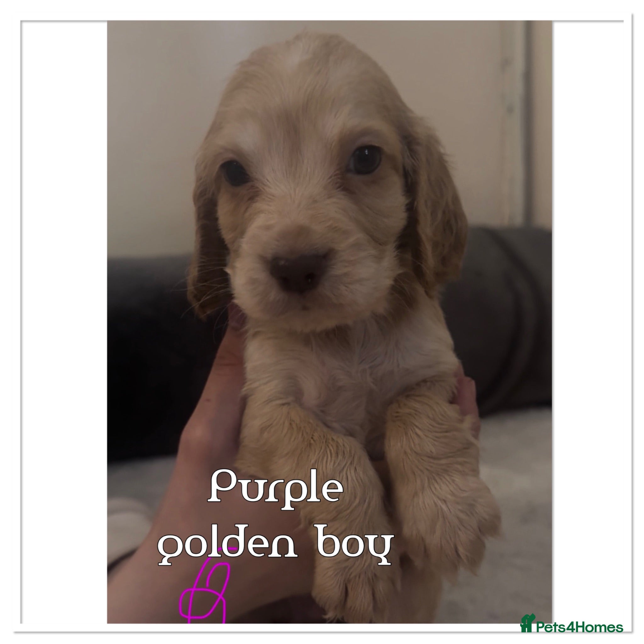 Cocker Spaniel dogs beautiful litter of chunky show cockerspaniel pups - Advert 1