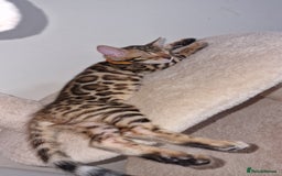 Bengal cats for sale: 3 Gorgeous Bengals kittens 😻😻❤️❤️❤️ - Image 3