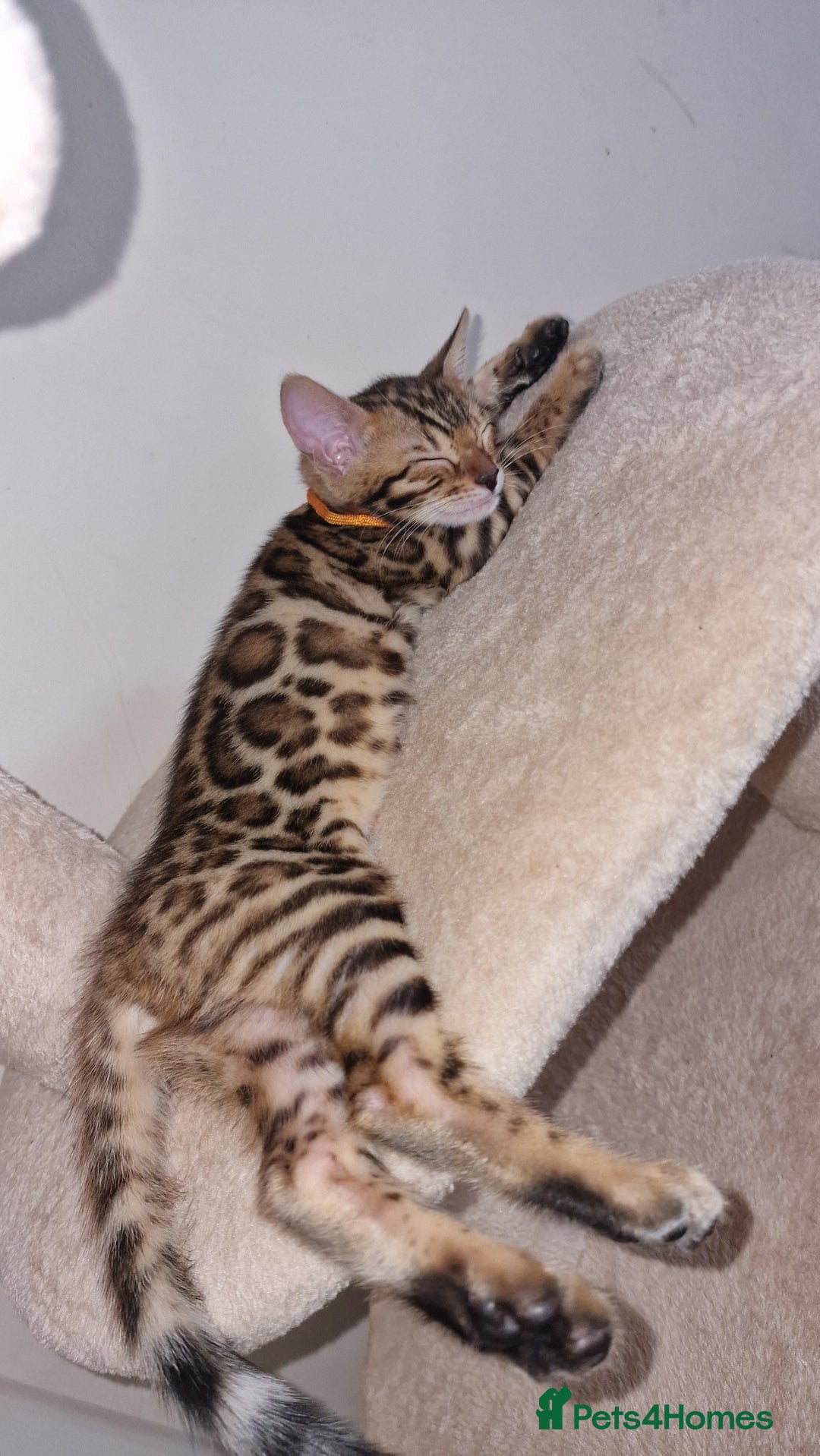 Bengal cats for sale: 3 Gorgeous Bengals kittens 😻😻❤️❤️❤️ - Image 3