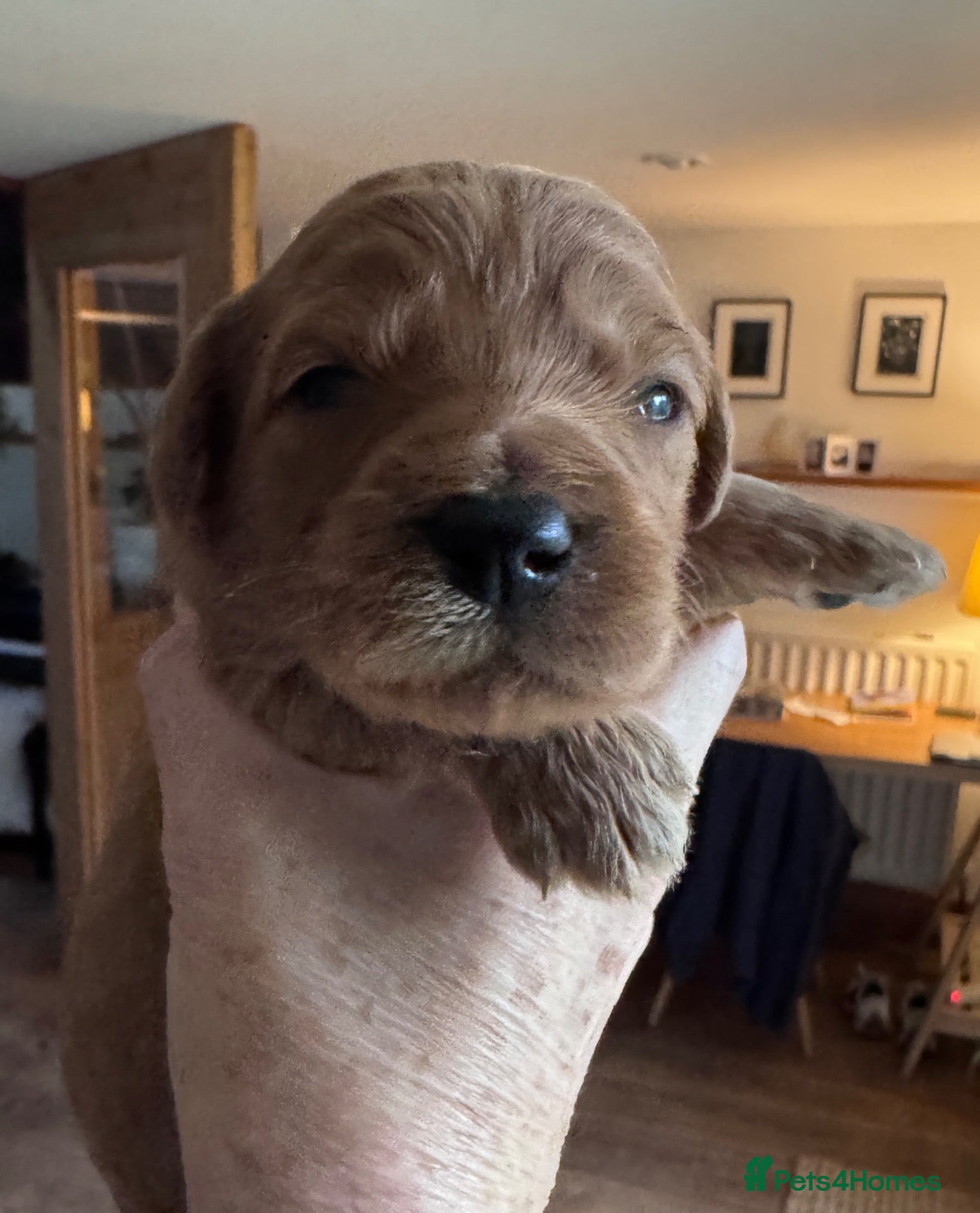 Mixed Breed dogs F1b medium Goldendoodle puppies - Advert 2