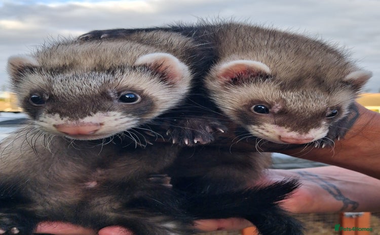 Ferret rodents - Advert 2