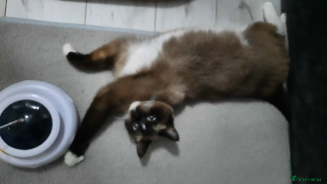 Mixed Breed cats for sale: Ragdoll x Persian  - Advert 7