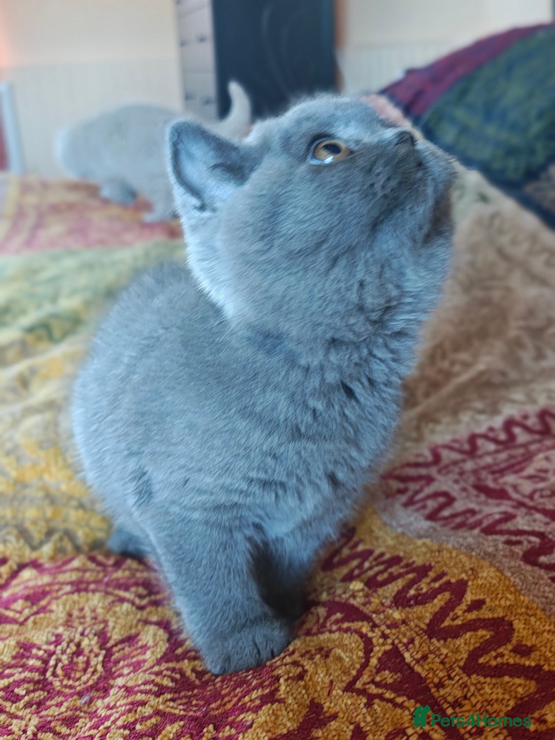 British Shorthair cats for sale: Last blue girl  BSH TICA  registered  - Advert 27